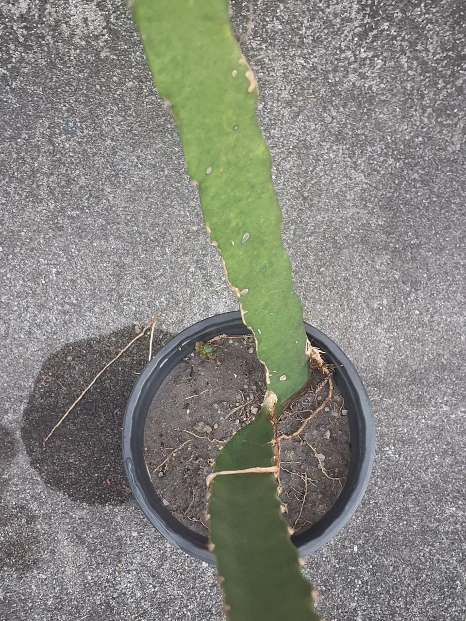 Muda de Pitaya - Foto 3