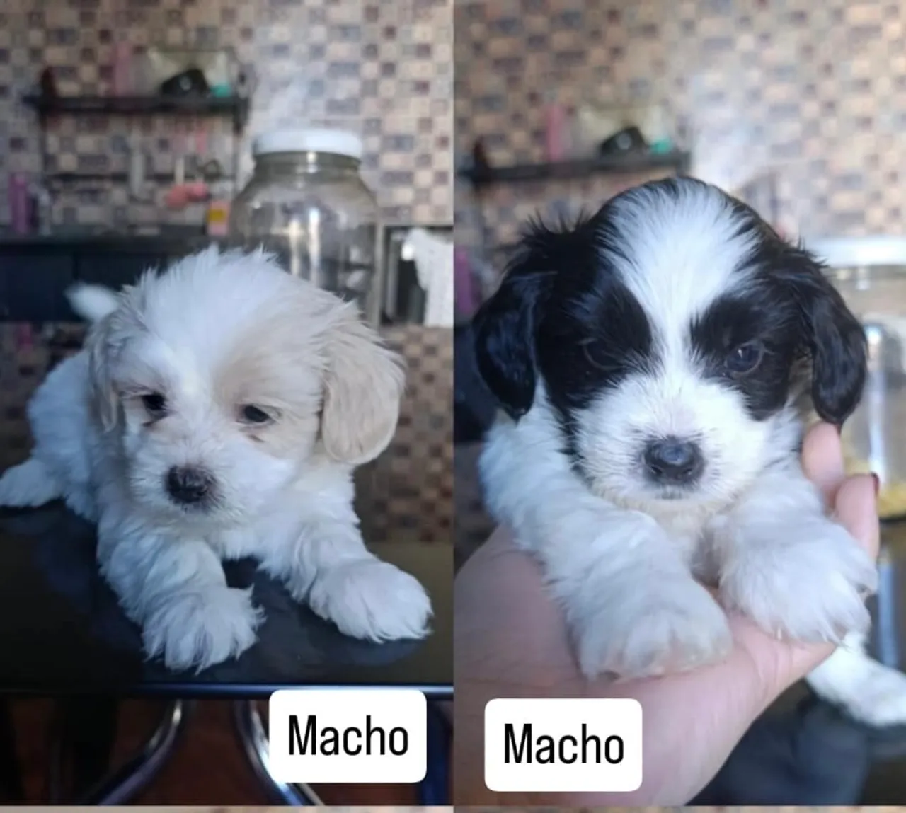 Filhotes Machos lhasa apso
