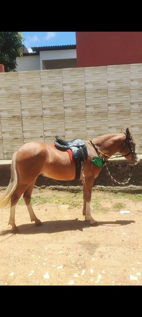 CAVALO ,POTRO ,JA CORRENDO CAVALHADA OFICIAL 