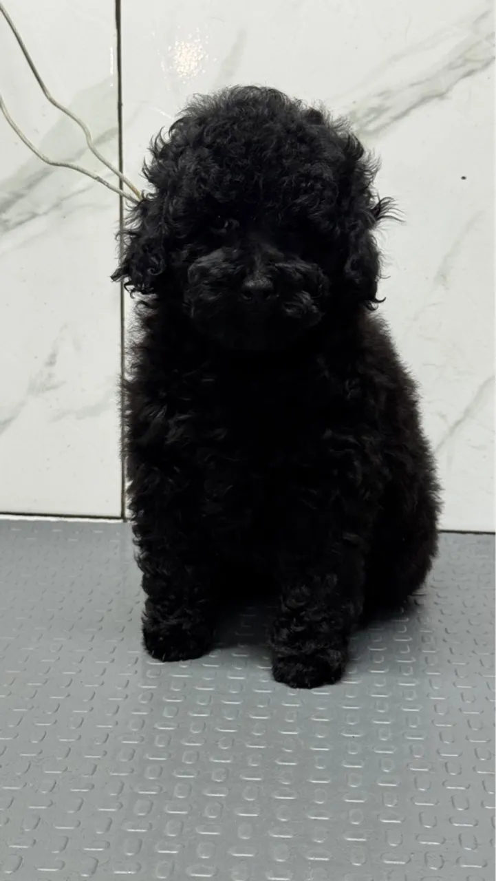 Lindo macho de poodle Toy