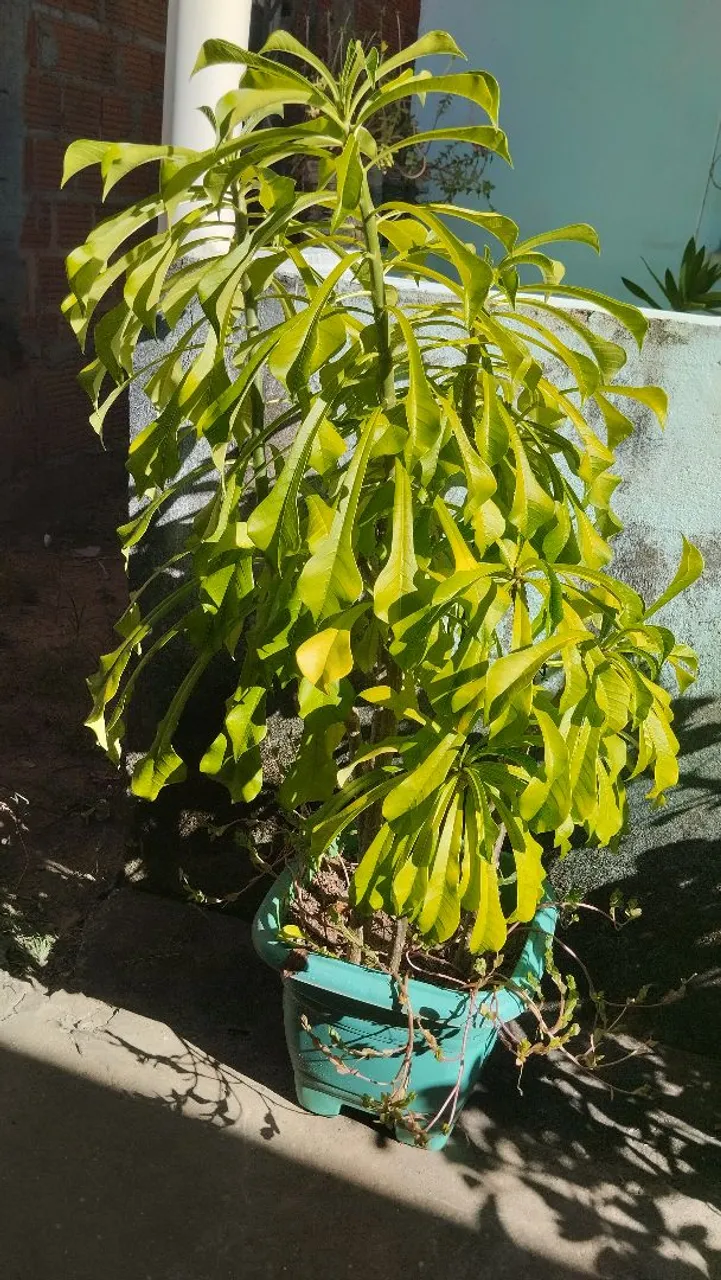 PROMOÇÃO!! PLANTA FLOR DO CARIBE GRANDE