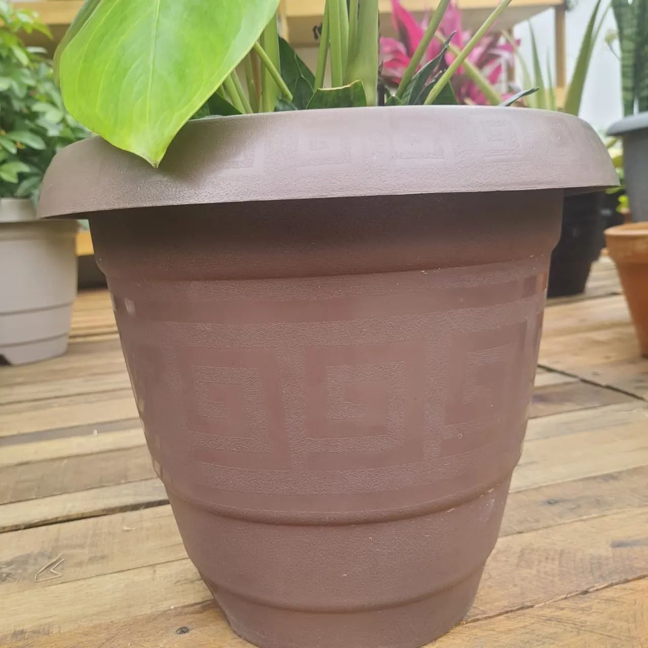 Planta Anturio com Mini espada de São Jorge - Foto 4