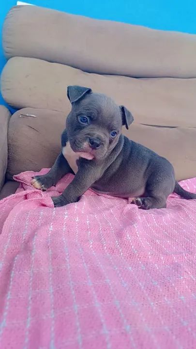American bully macho disponível 