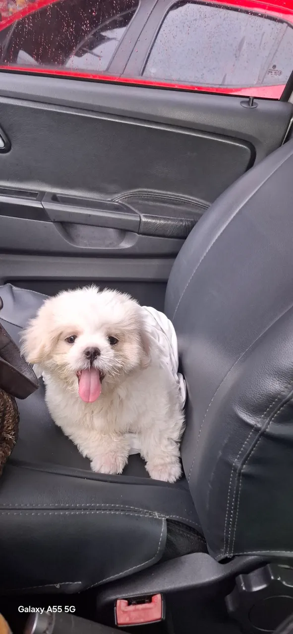 Vende-se lindo Filhote de Shih Tzu
