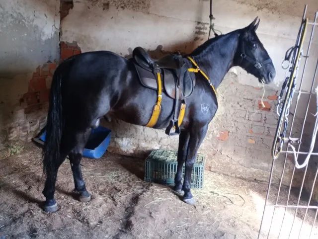 Cavalo preto campolina  - Foto 3