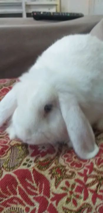 Lop fêmea quatro meses  - Foto 2