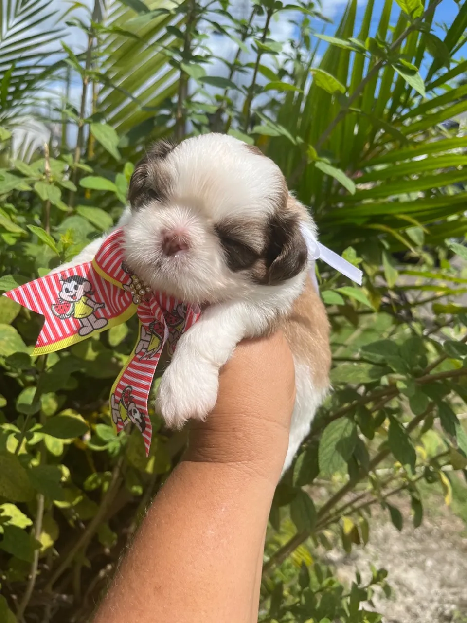 Macho shihtzu para reserva 