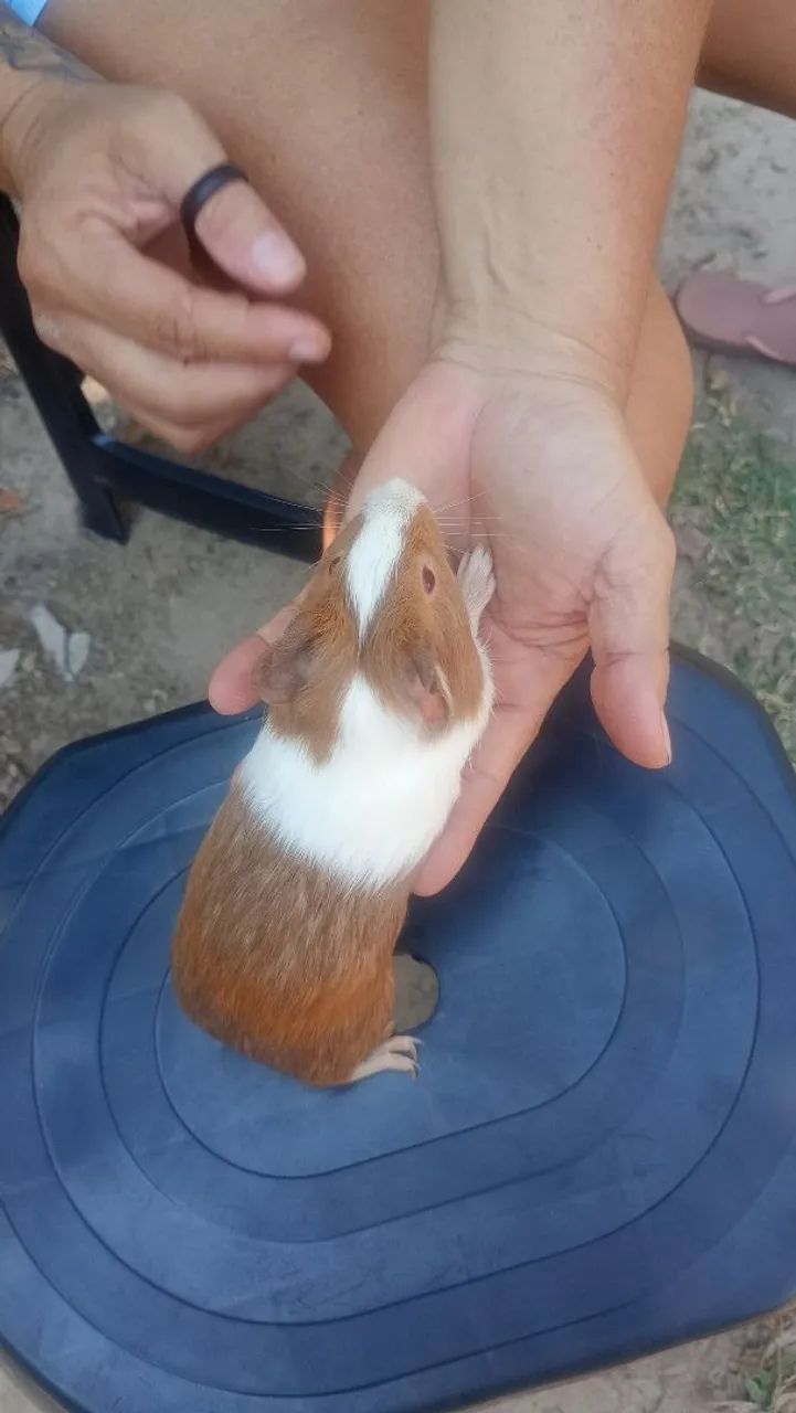 Porquinho da Índia  - Foto 3