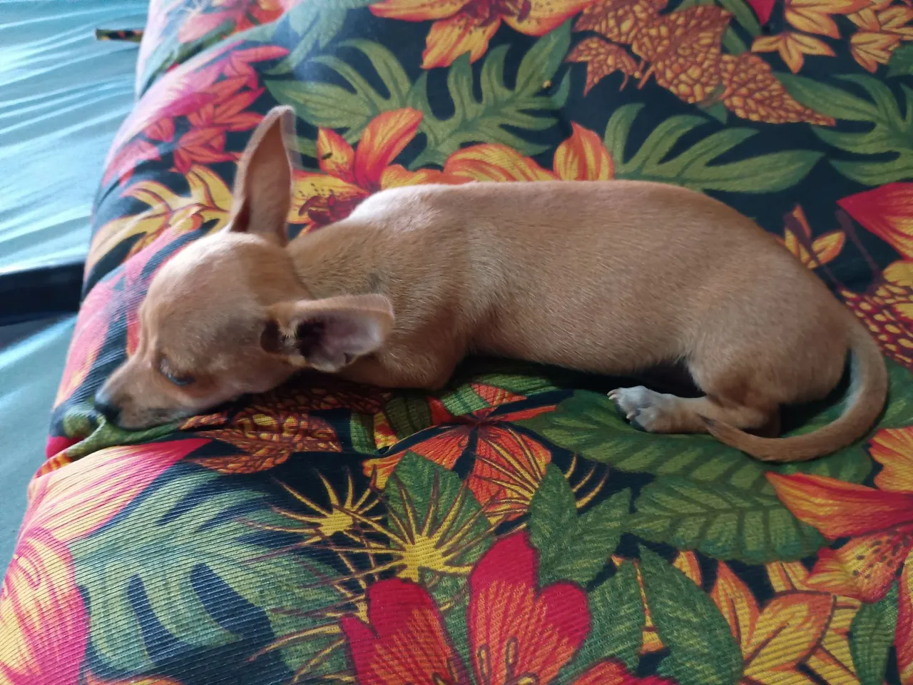 Macho 0 pinscher