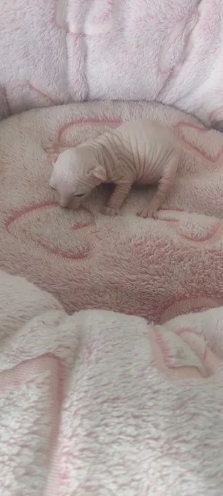 Sphynx e elf Maravilhosos - Foto 4