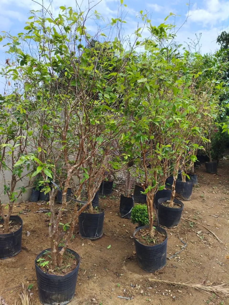 Jaboticaba com 2mertros e meio a 3 produzindo  - Foto 3