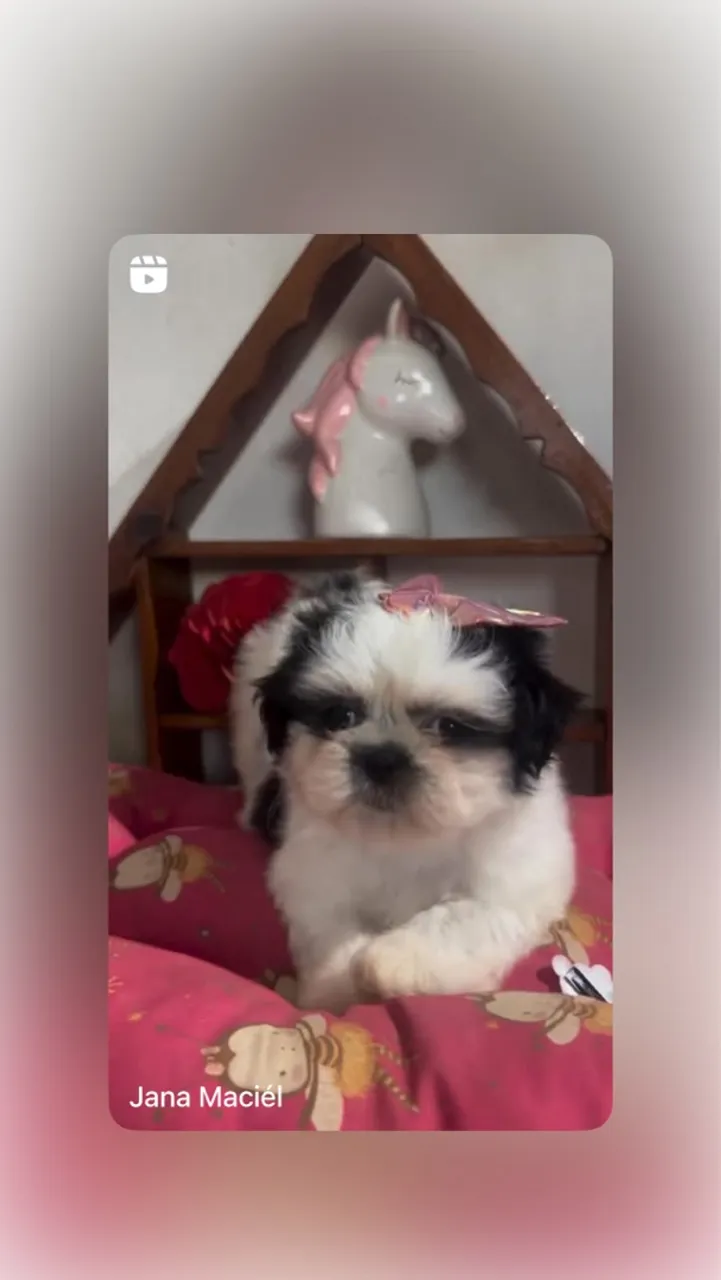 Shih Tzu 