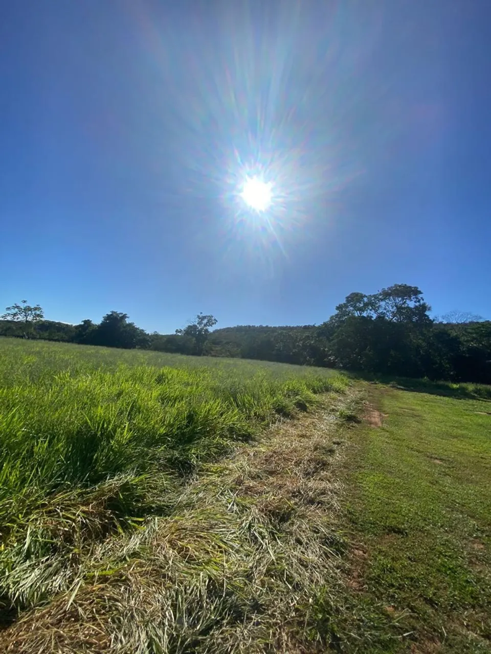 VENDO FAZENDA EM RIO VERDE