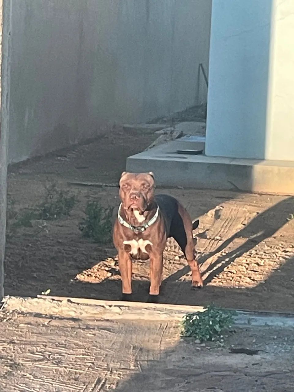 Procura de uma fêmea pra cruzar - Foto 2