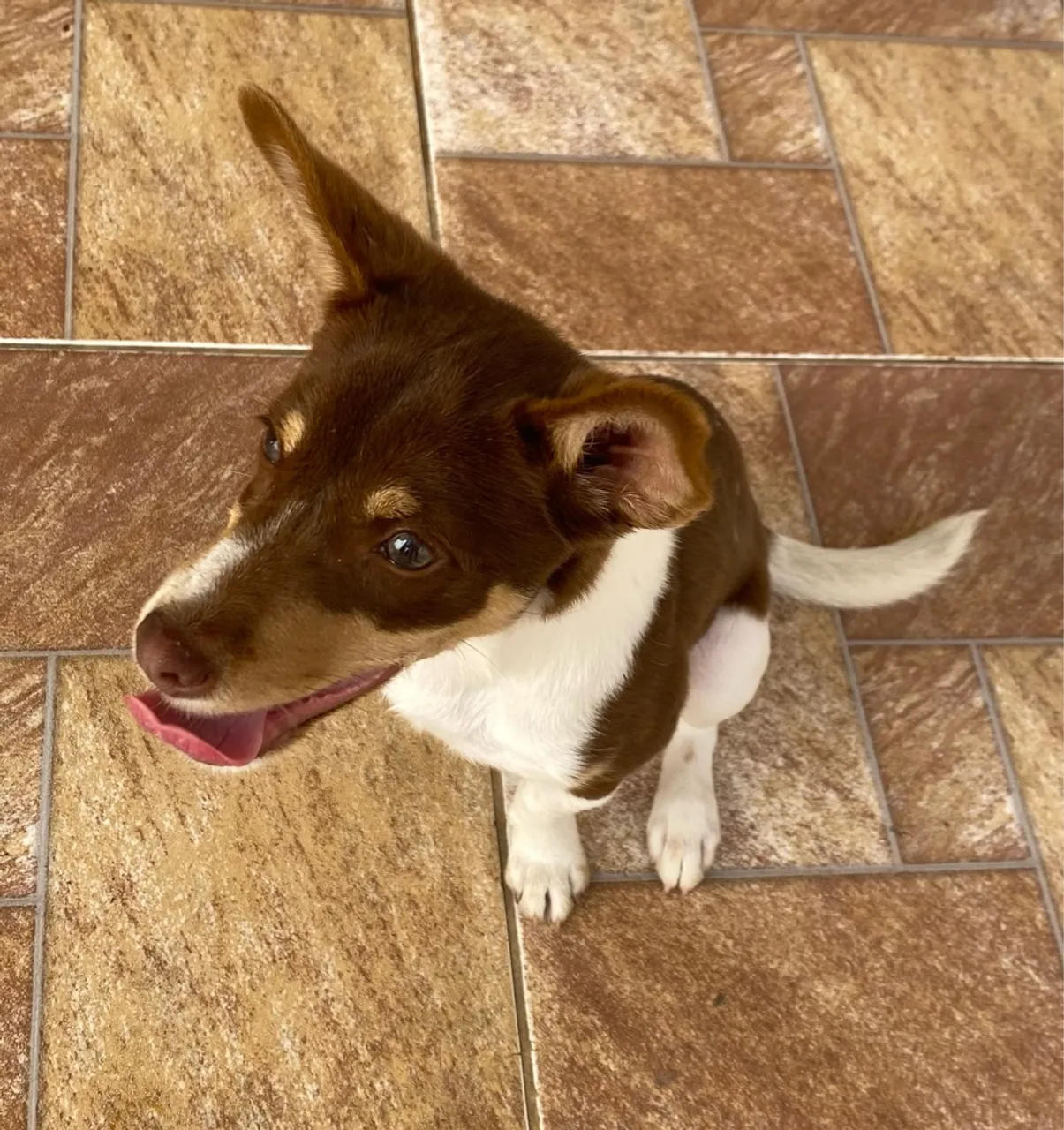 Cachorro fox paulistinha Adorável para familia