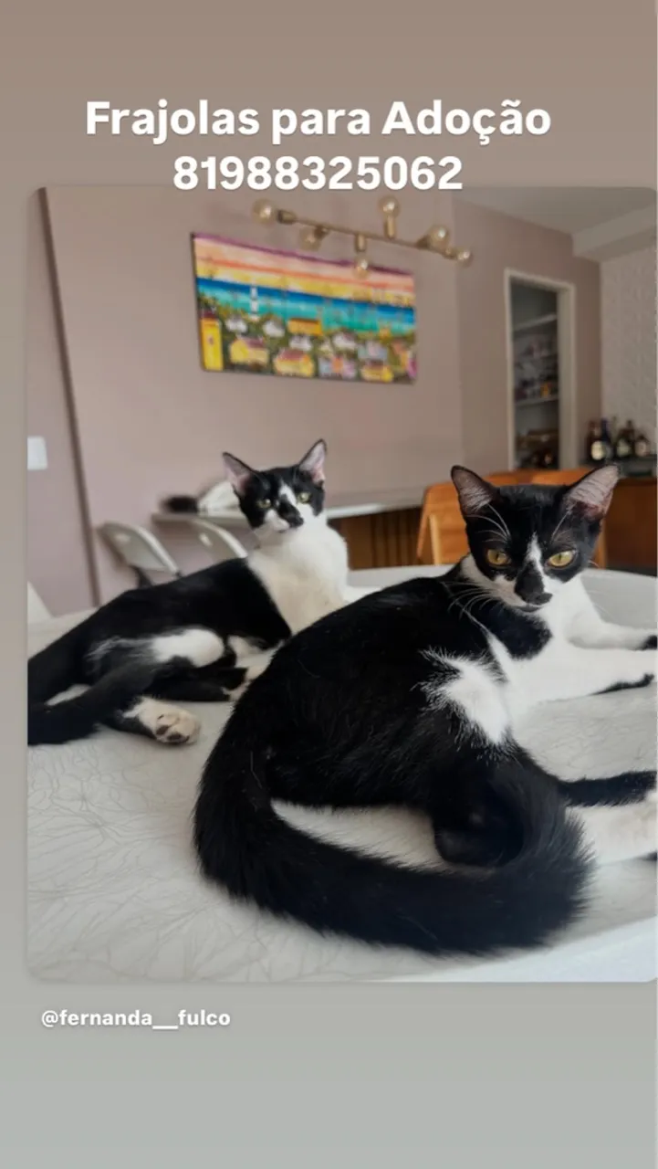 Gatinhos adoráveis para adoção - Frajolas!
