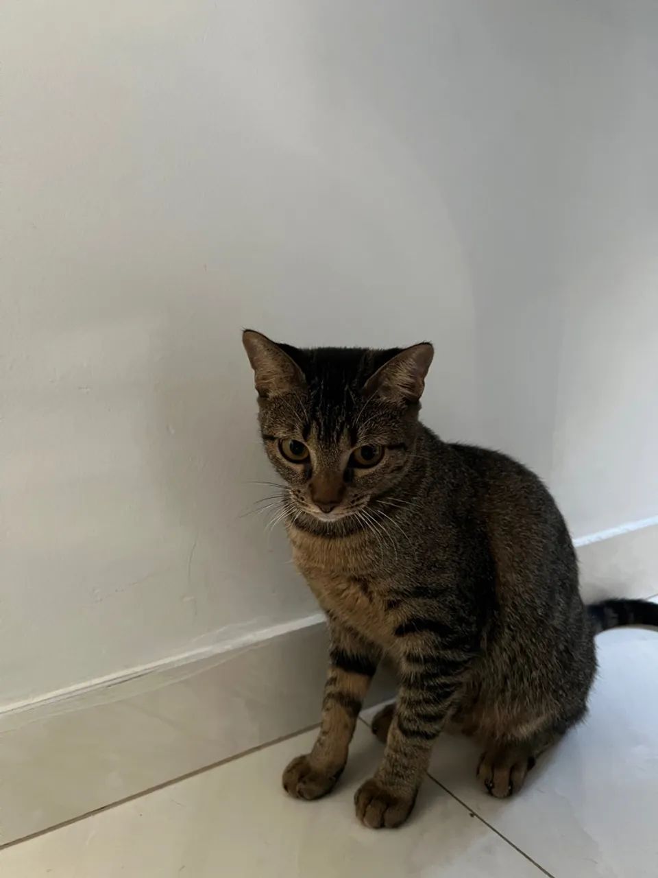 gato femea 4 meses 