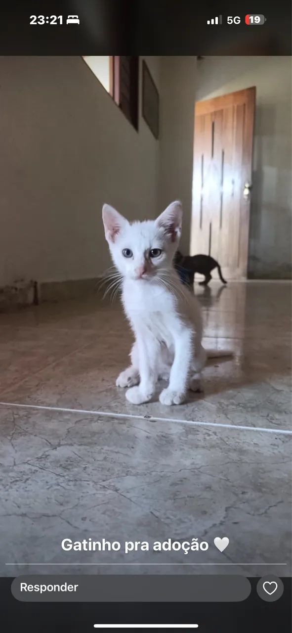 Gatinho macho pra adoção 