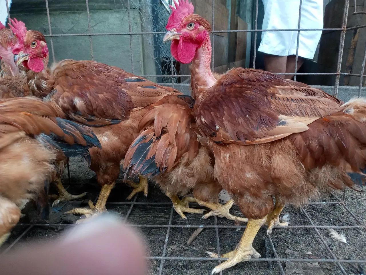 Caipirão - R$ 60,00 - Foto 5