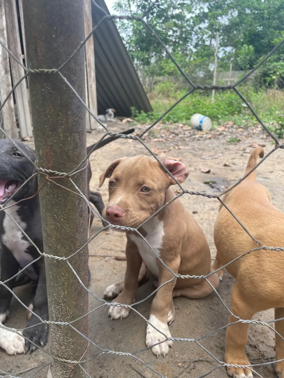 Pitbull venda