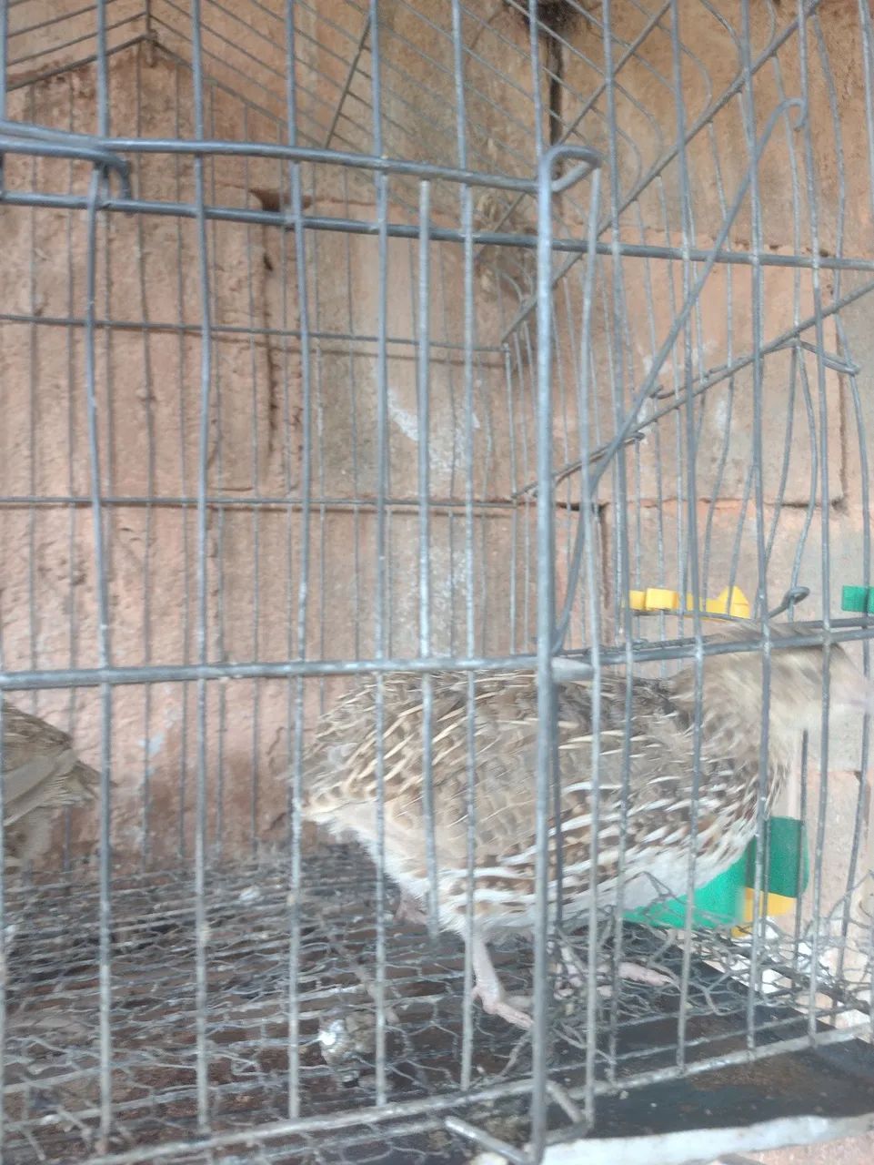 Codornas 64304356285570121