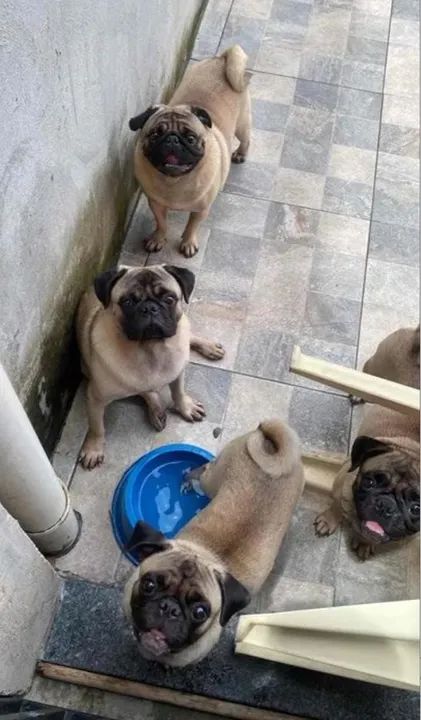 Filhote de Pug Macho - Foto 2