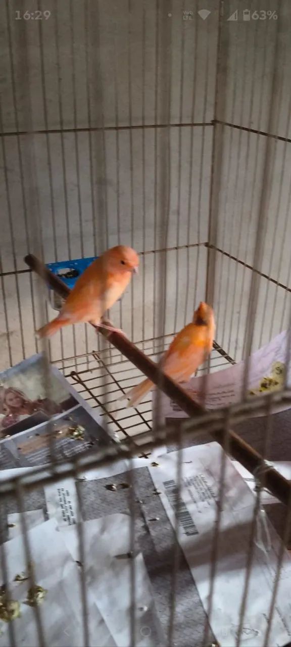 Disponíveis 5 unidades  - Foto 3