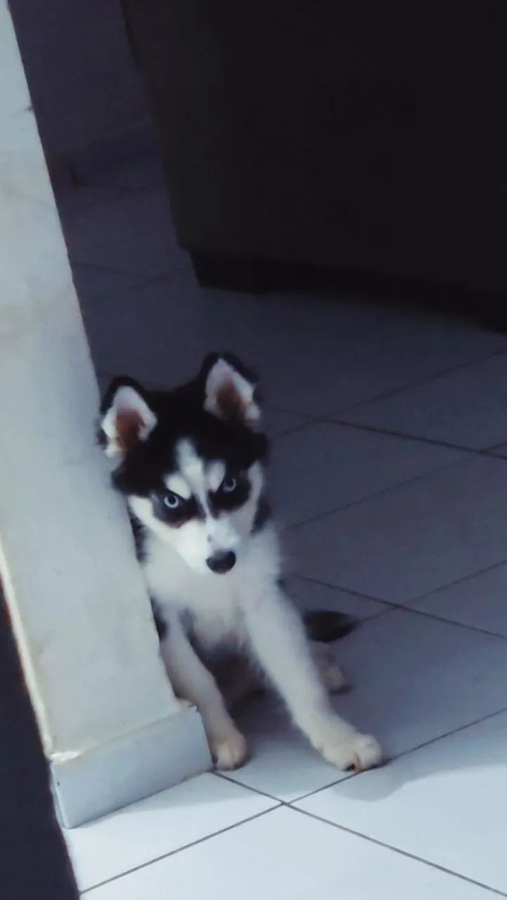 HUSKY SIBERIANO MACHO - Foto 3