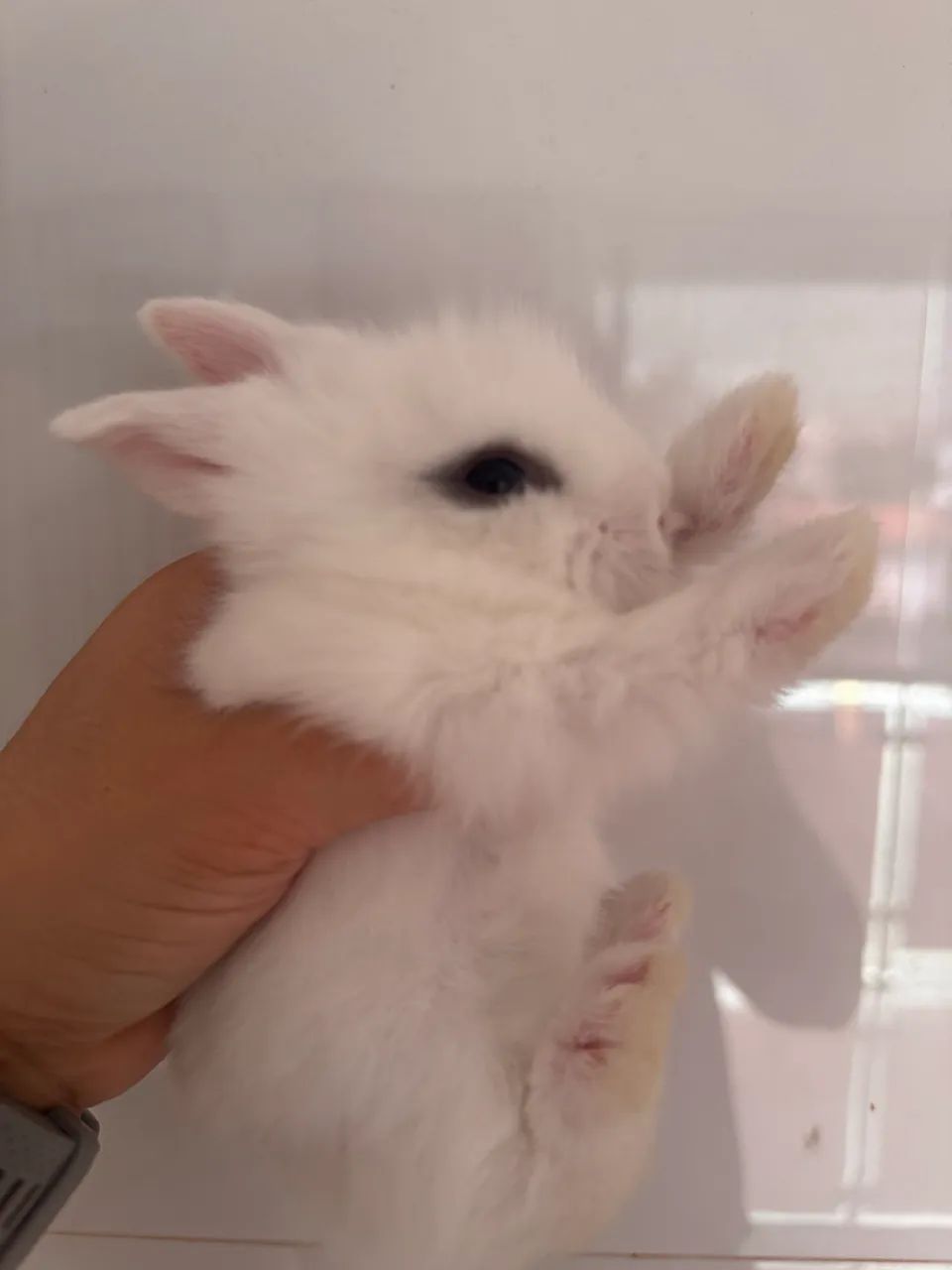 Mini coelho - Foto 3