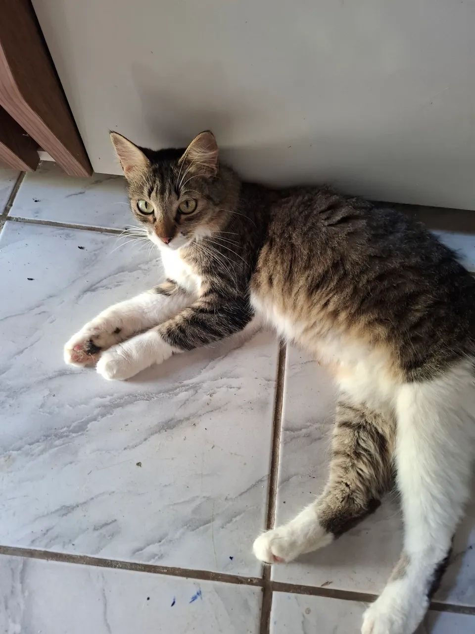 Gatinha carinhosa querendo uma lar - Foto 3