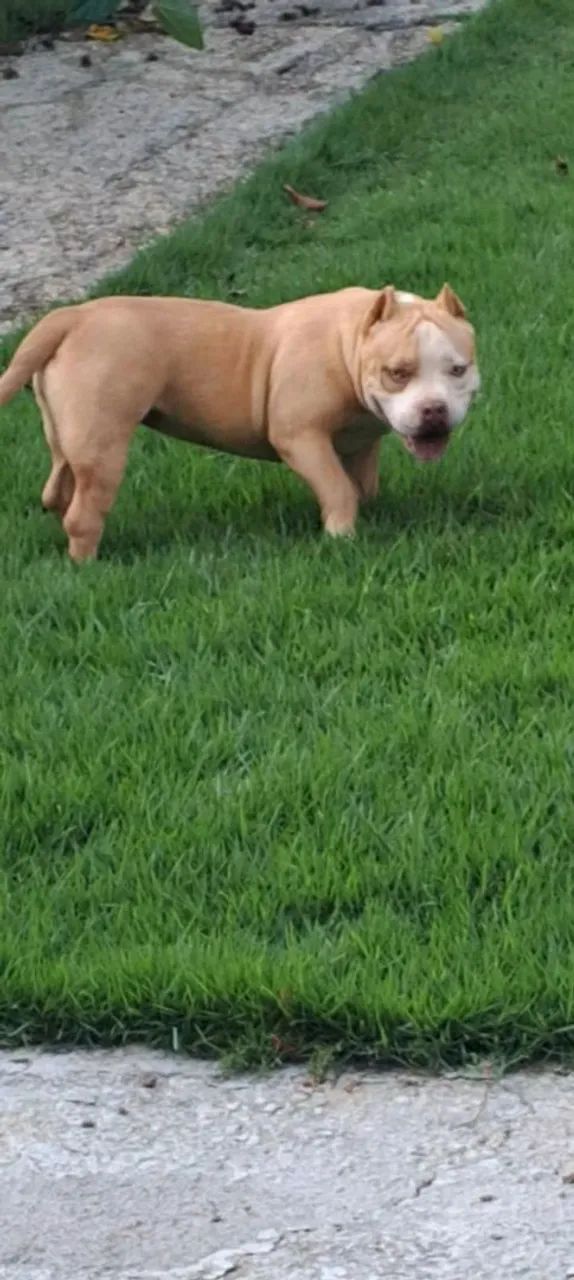 American bully  - Foto 4