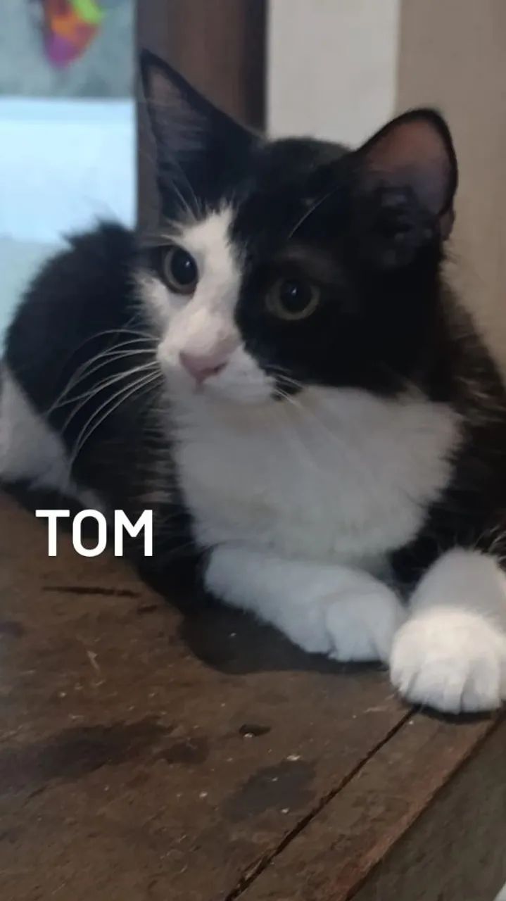 GATOS PARA DOAÇÃO 