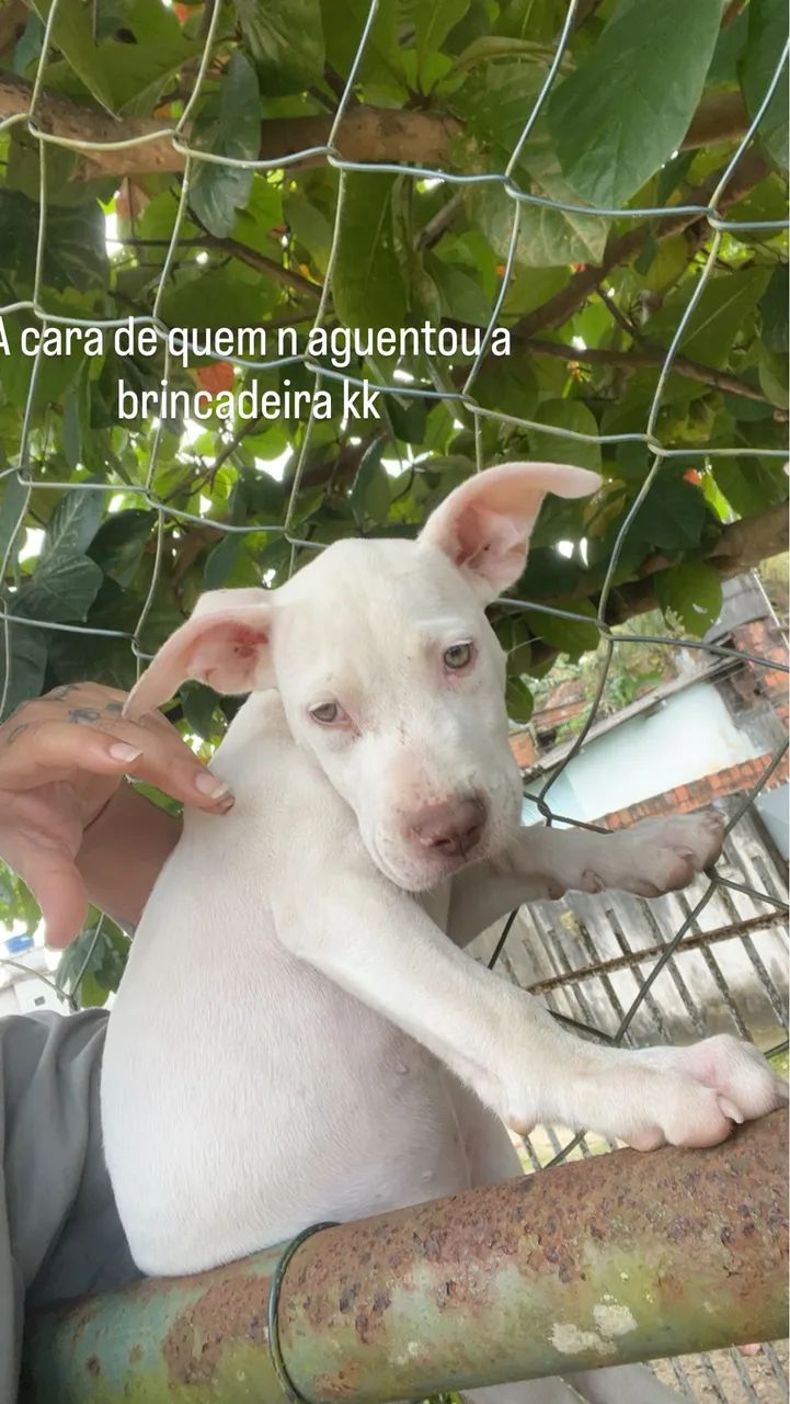 Filhote de pitbull