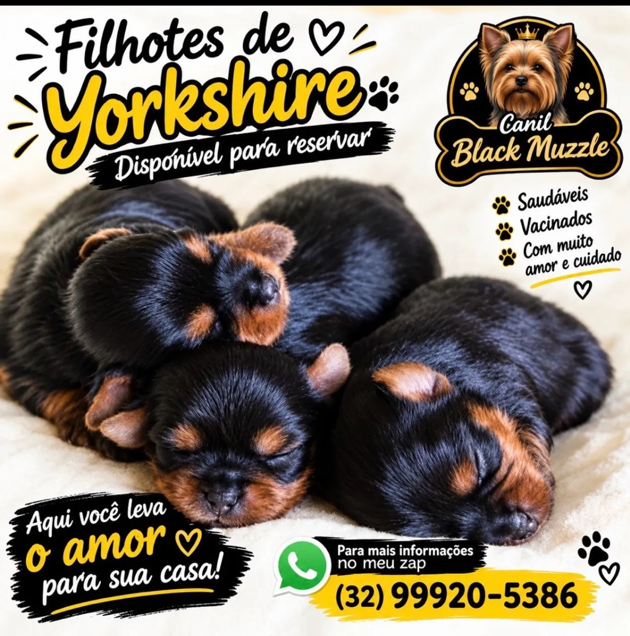 Lindos filhotes de yorkshire pra reserva  - Foto 5