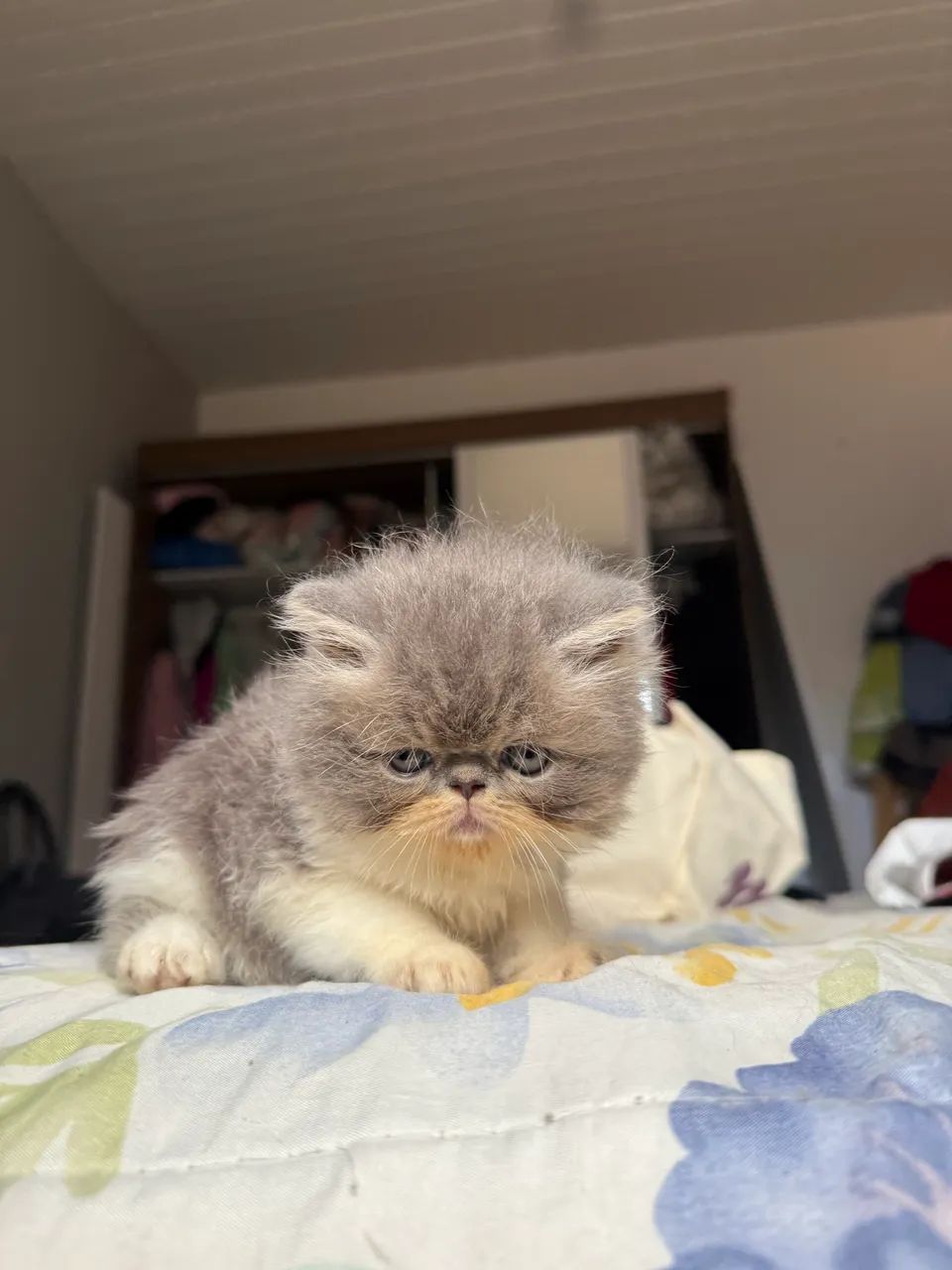 Filhote de gato persa  - Foto 2
