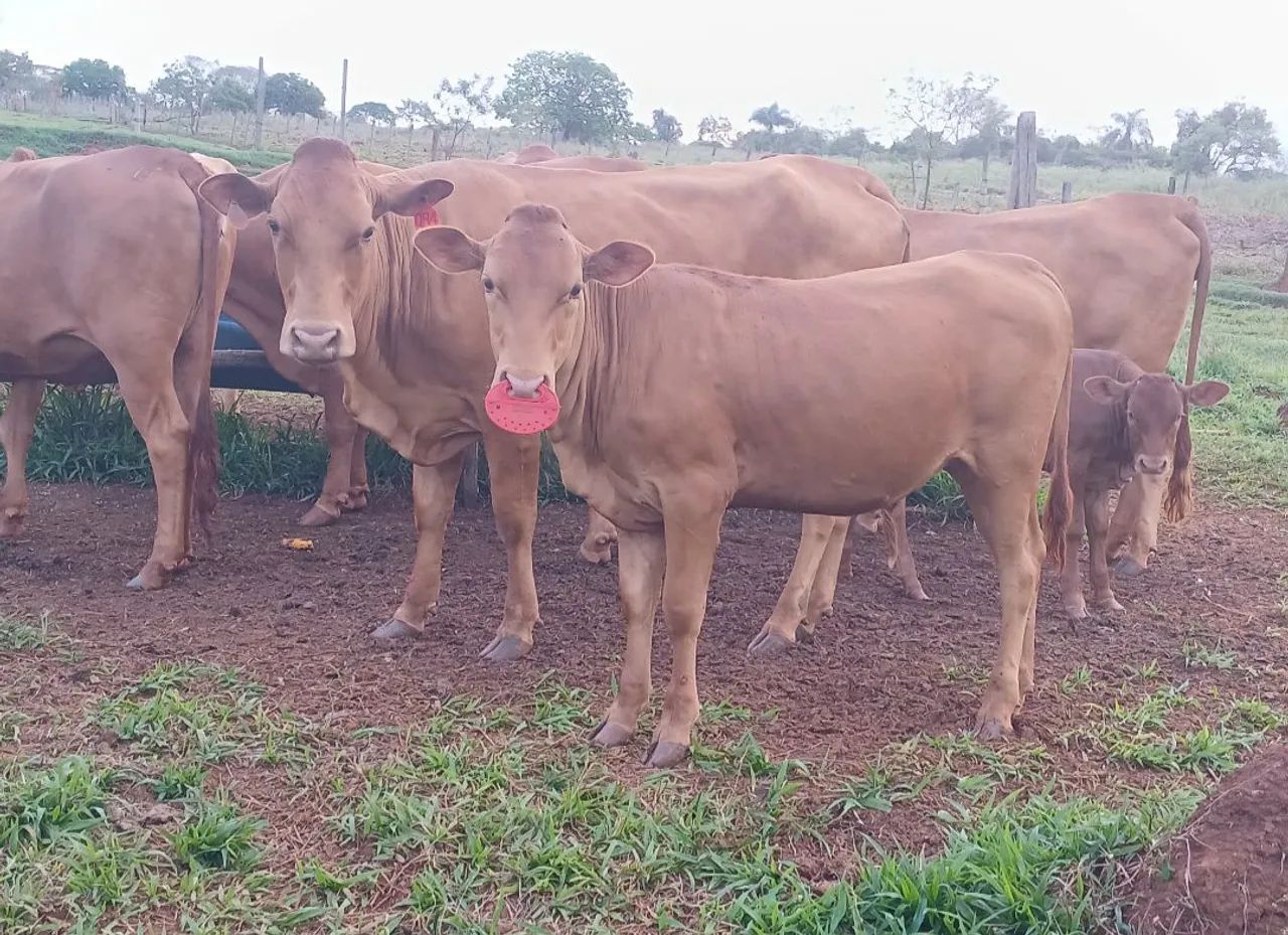 Bezerra caracu - Foto 5