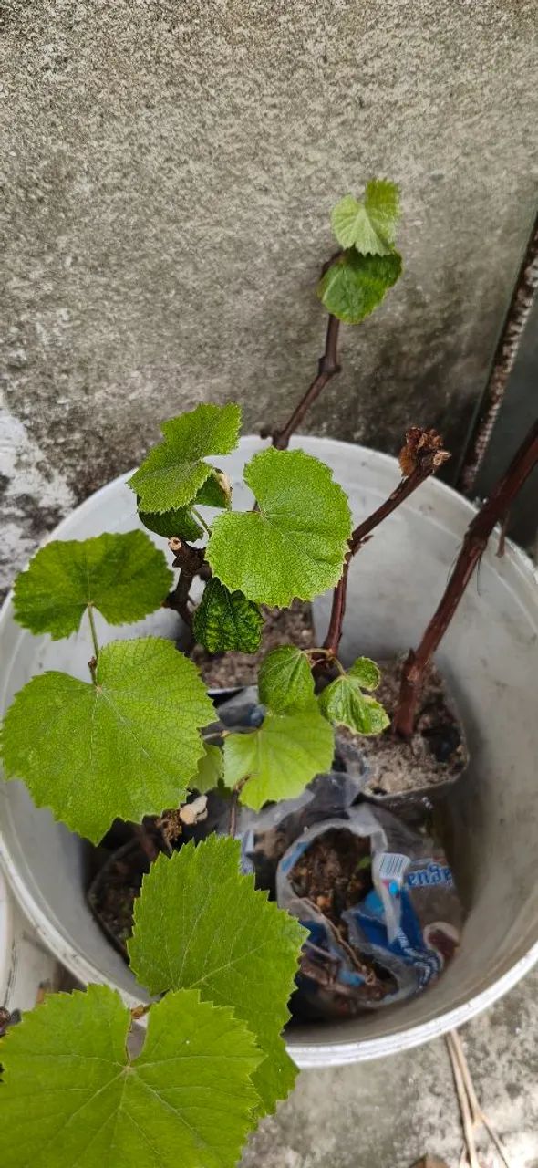 Mudas de uva roxa já produzindo  - Foto 2