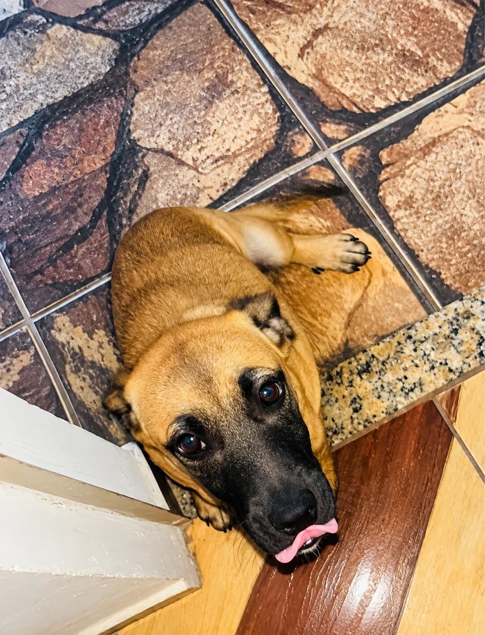 Doação de Cachorrinha - Foto 2