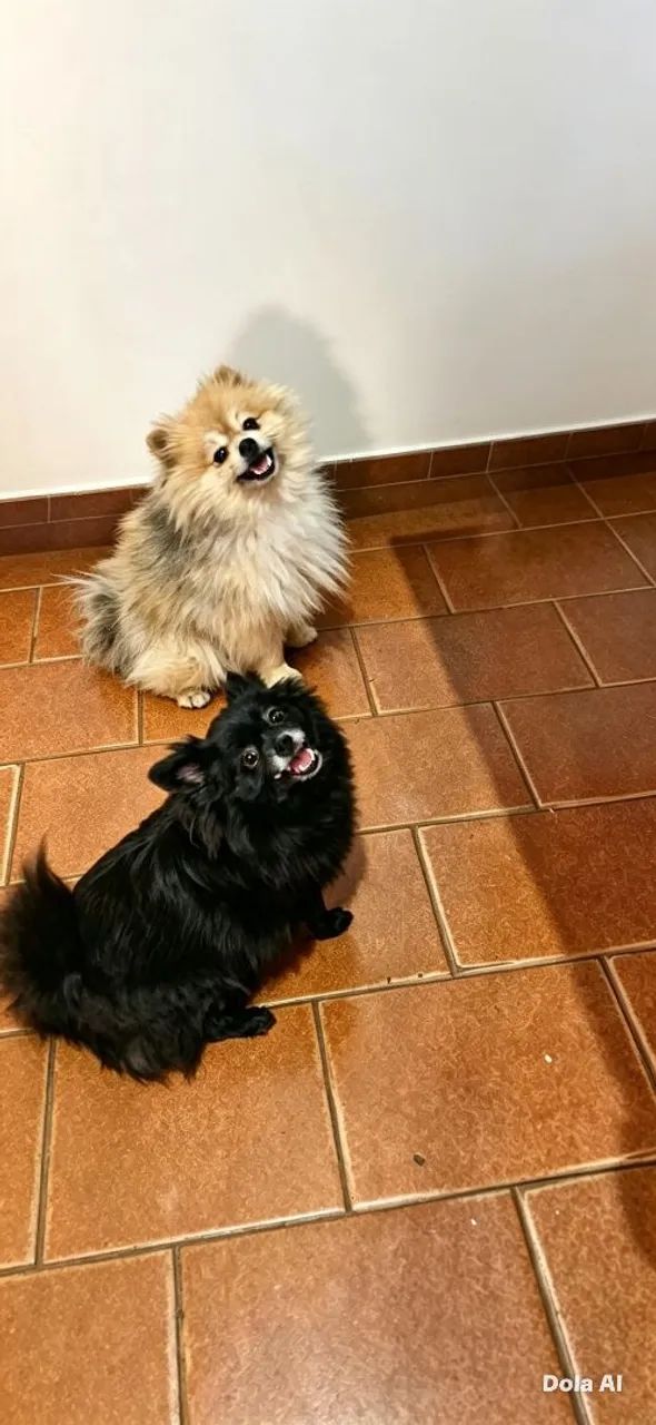 Spitz alemão  - Foto 5