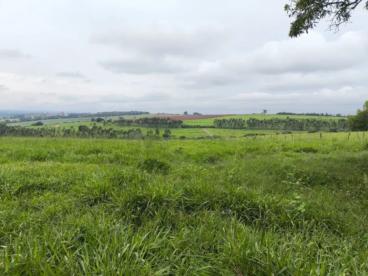 Fazenda para gado ,plantio grãos - Foto 2