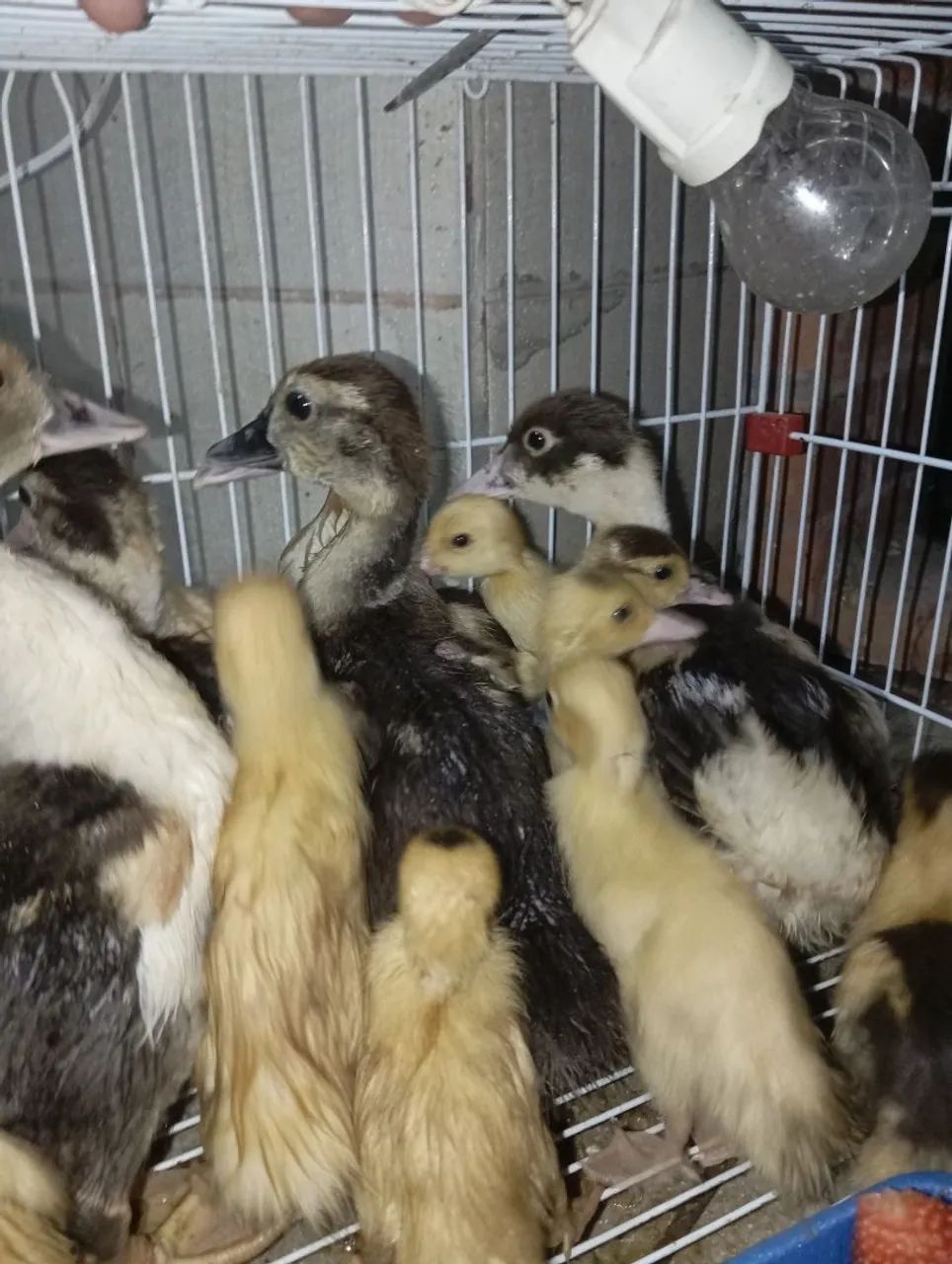 Patos