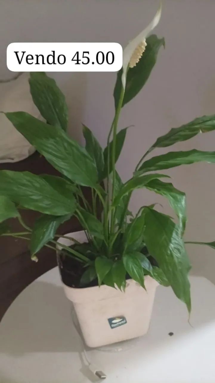 Plantas  - Foto 2
