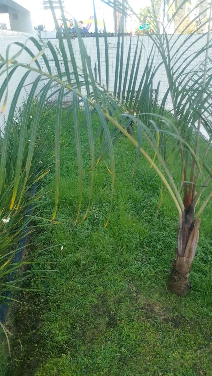 Jardineiro  - Foto 4