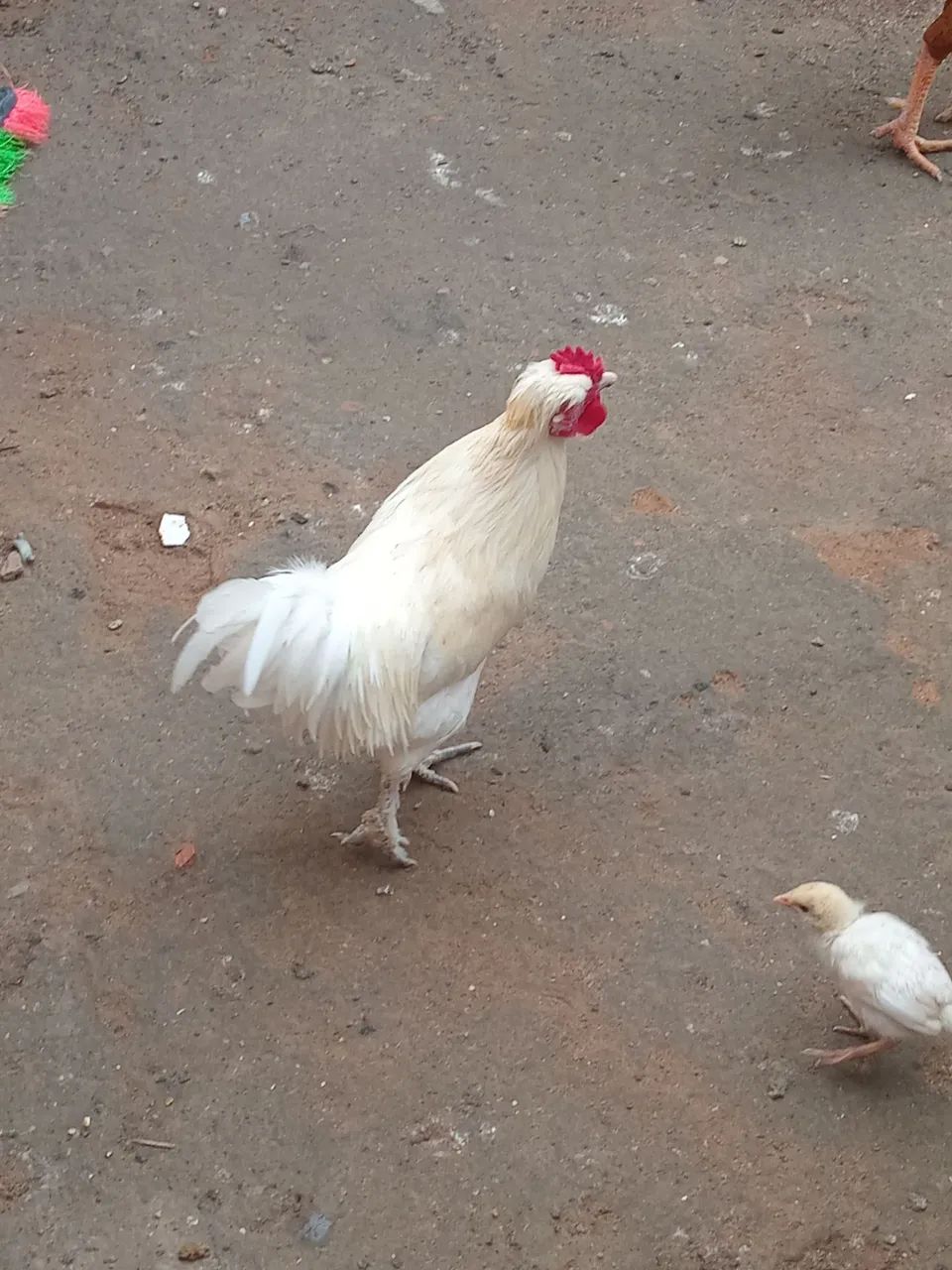 Galo  - Foto 2