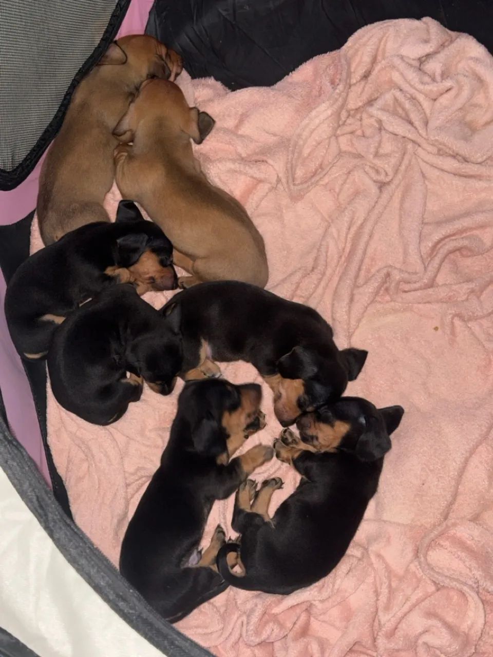 Cachorro - Foto 3