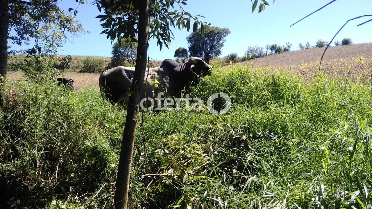 Chácara/Terreno na Lapa - Foto 4