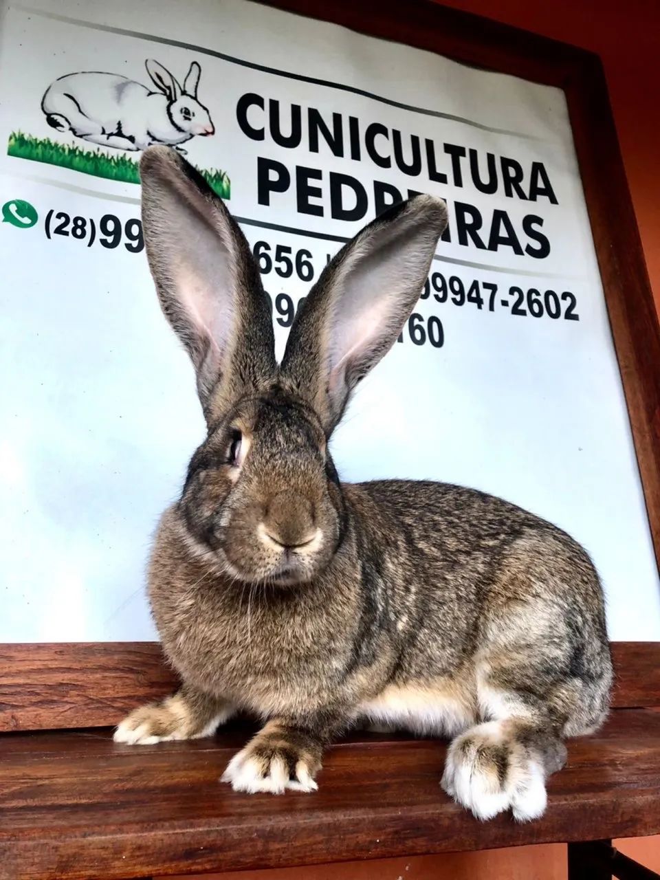 Coelhos gigantes  - Foto 4