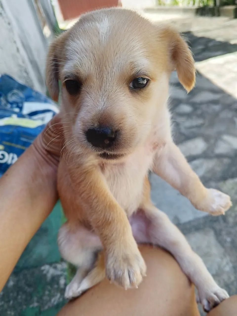 Filhos caramelos  - Foto 2