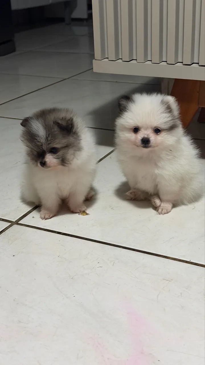 Spitz alemão  - Foto 2