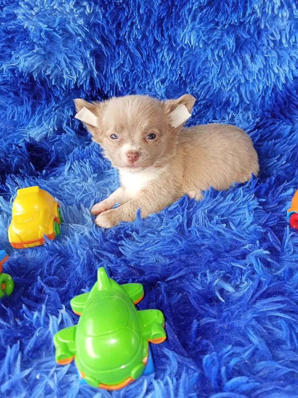 Chihuahua  - Foto 4